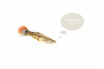 fishs on the background,isolation,think box,idea box.