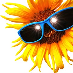 Sonnenblume mit Brille