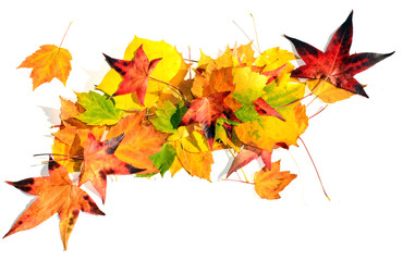 Herbst-Stimmung: Arrangement aus Herbstblättern