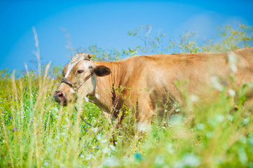 Cow in a field