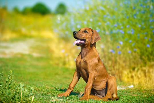 Beautiful rhodesian ridgeback dog puppy in a field