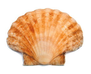Shell