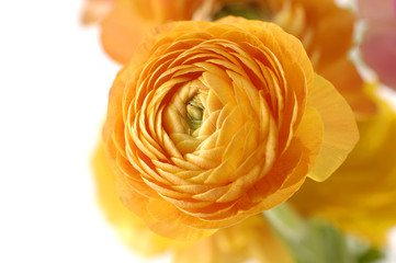 Close up orange Ranunculus flowers