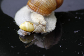 Weinbergschnecke mit Schnirkelschnecke