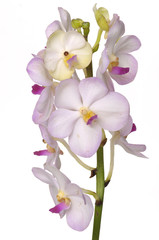 Naklejka na ściany i meble Beautiful pink orchid