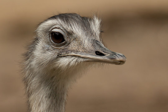 Emu, Kopf