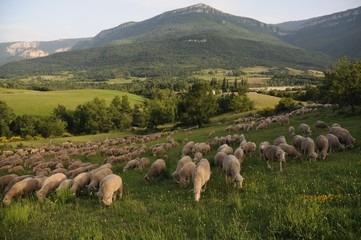Obraz premium Troupeau de moutons en Provence