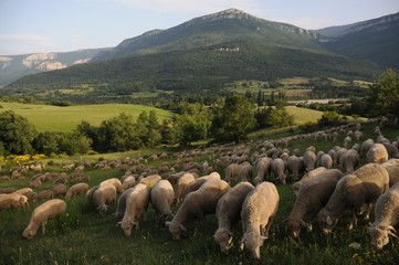 Troupeau en Provence