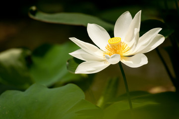 White lotus
