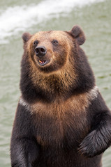 Fototapeta premium brown bear