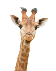Fototapeta premium Żyrafa na białym tle