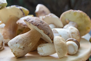Steinpilz (Boletus)