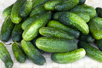 fresh green cucumber