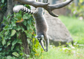 ring-tailed lemur