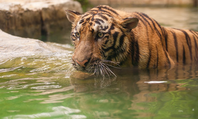Fototapeta na wymiar Tygrys w rzece