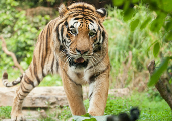 Bengal tiger