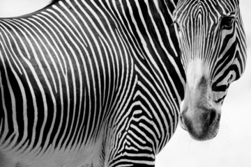 Zebras