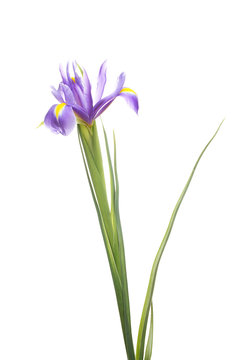 Beautiful iris isolated on white