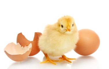 beautiful little chicken, egg and eggshell isolated on the