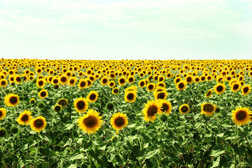 Sunflower field