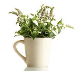 fresh mint with flowers in cup, isolated on white
