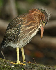 Young Green Heron (Butorides virescens) Watching Ant on its Leg