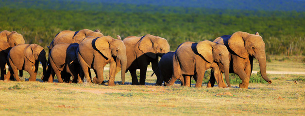 Elephant herd on open green plains