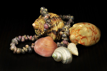 Composizione di conchiglie