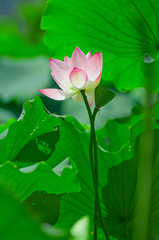Obraz premium Isolated Lotus Flower