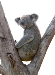 Foto op geborsteld aluminium Koala geïsoleerde koala