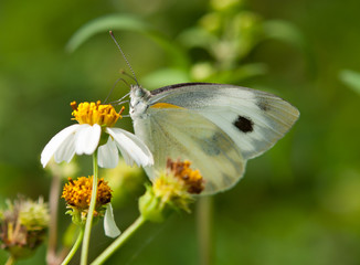 pieris butterfly