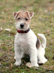 Jack Russel Terrier Dog puppy