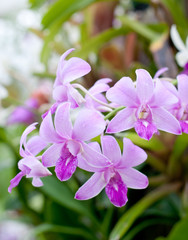 Obraz premium Purple orchid flowers