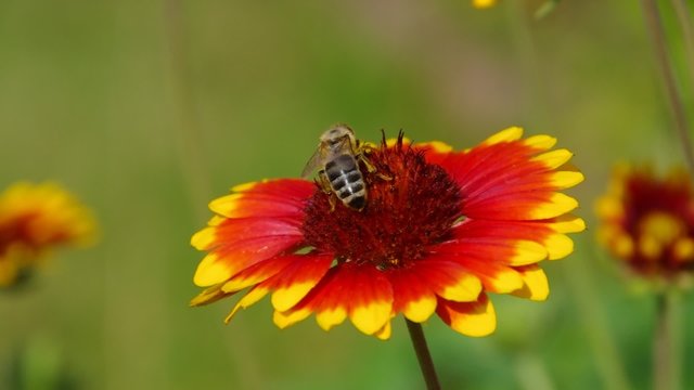 Kokardenblume vid 01 orig
