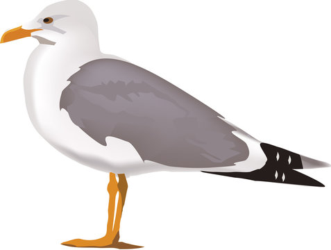 gabbiano