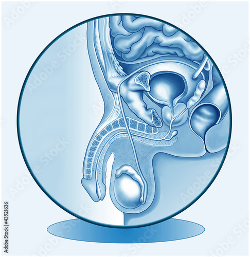 Männliche Geschlechtsorgane.Penis.Symbolgrafik Männliche Geschlechtsorgane.Penis.Symbolgrafik