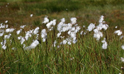 Comme des flocons de neige !
