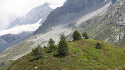 Limite de la végétation.