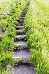 Obraz premium Kroki w trawie