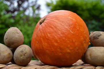 Hokkaido mit Kartoffeln