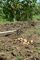 Kartoffelernte