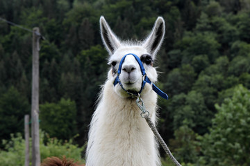 Lama © Katja Xenikis