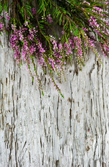 Heather on the old wood
