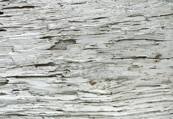 Old wood texture