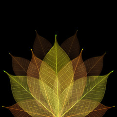 Skeleton leaf abstract background