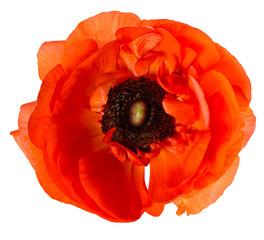 Obraz premium beautiful red single flower head