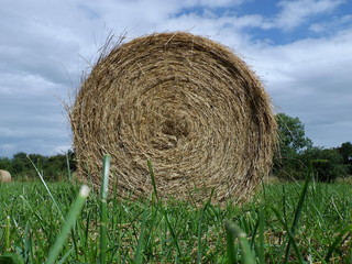 Rouleau de foin