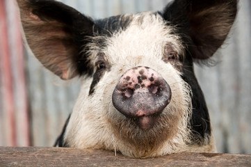 Black and white pig