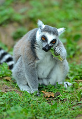 Lemur