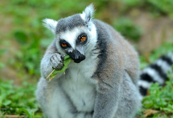 Lemur